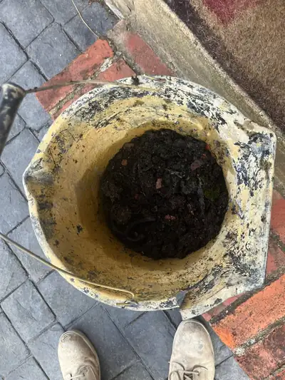 Bucket filled with moss and debris cleared out of a blocked gutter